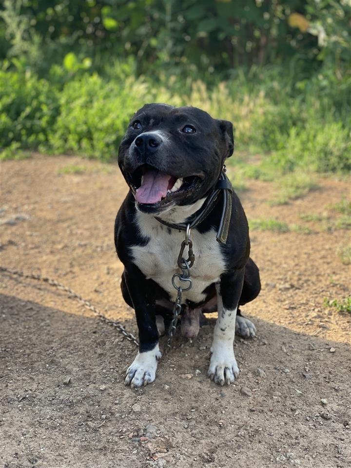 Pitbull