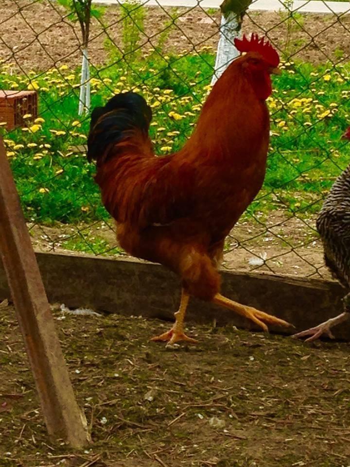 Brahma
