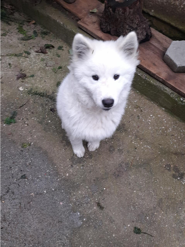 Samoyed