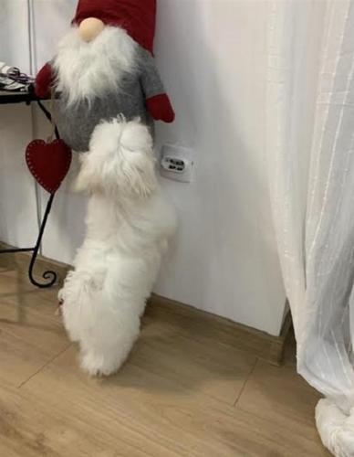 Maltezer