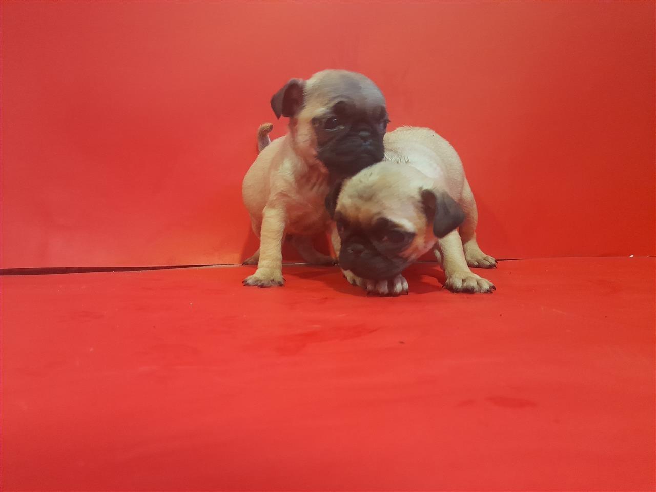 Pugg
