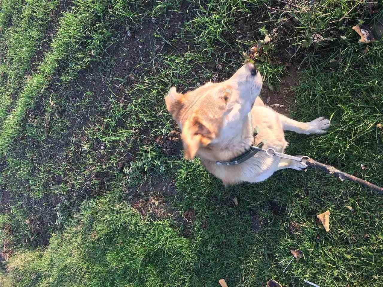 Ipet-për-Adoptim