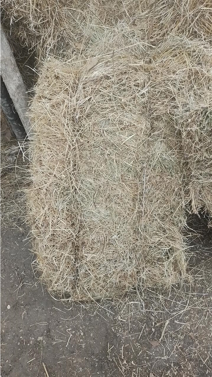 Shiten-