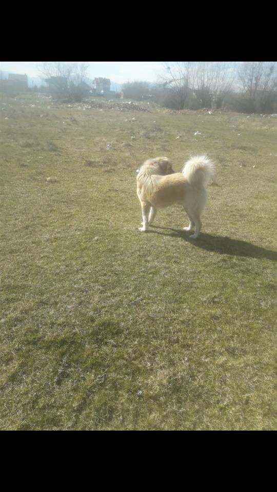 titulli