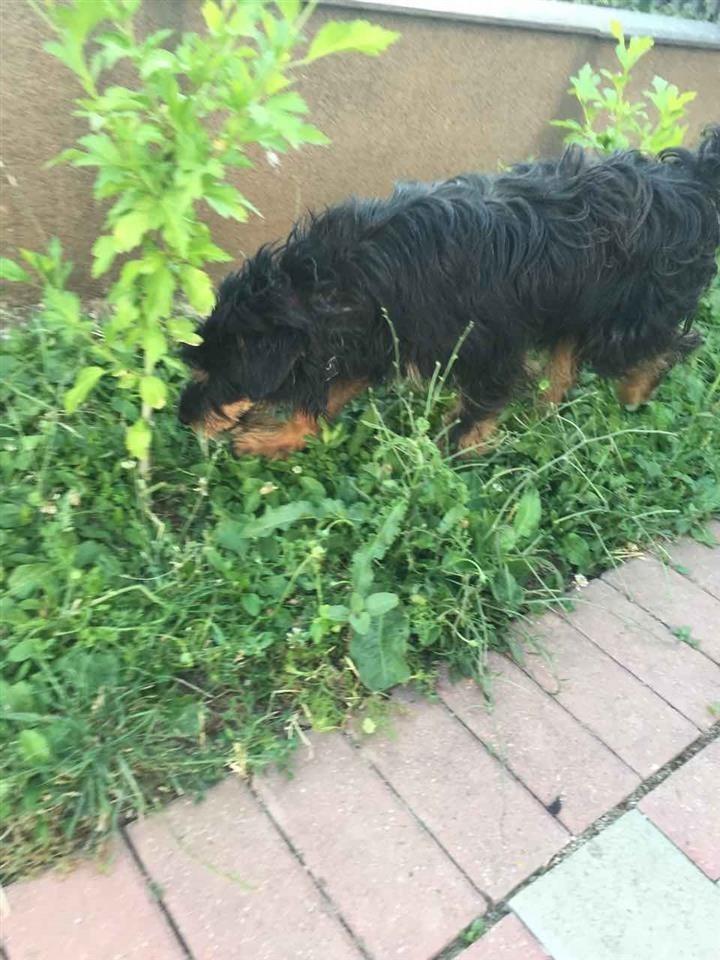 Terrier-