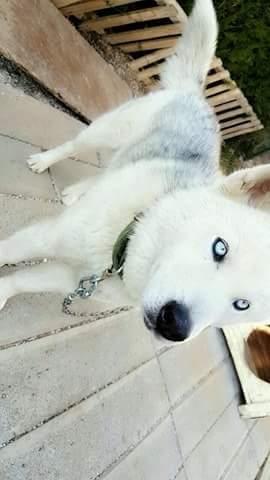 Hasky
