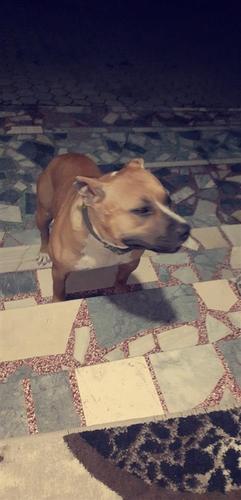 Bruna