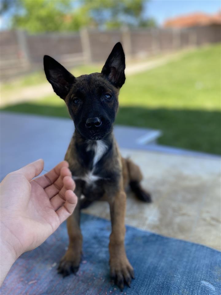 Belg-malinois-
