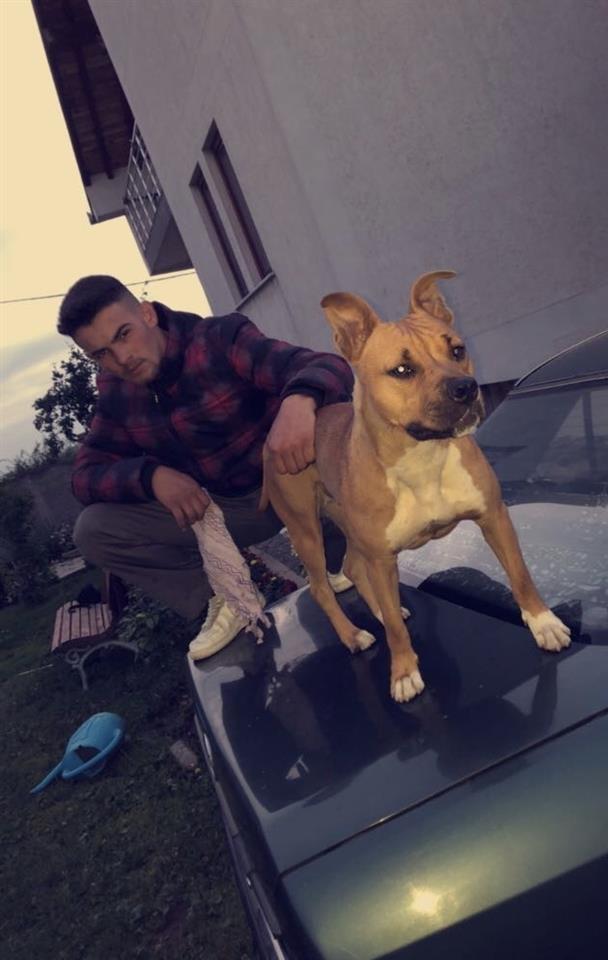 Amstaff