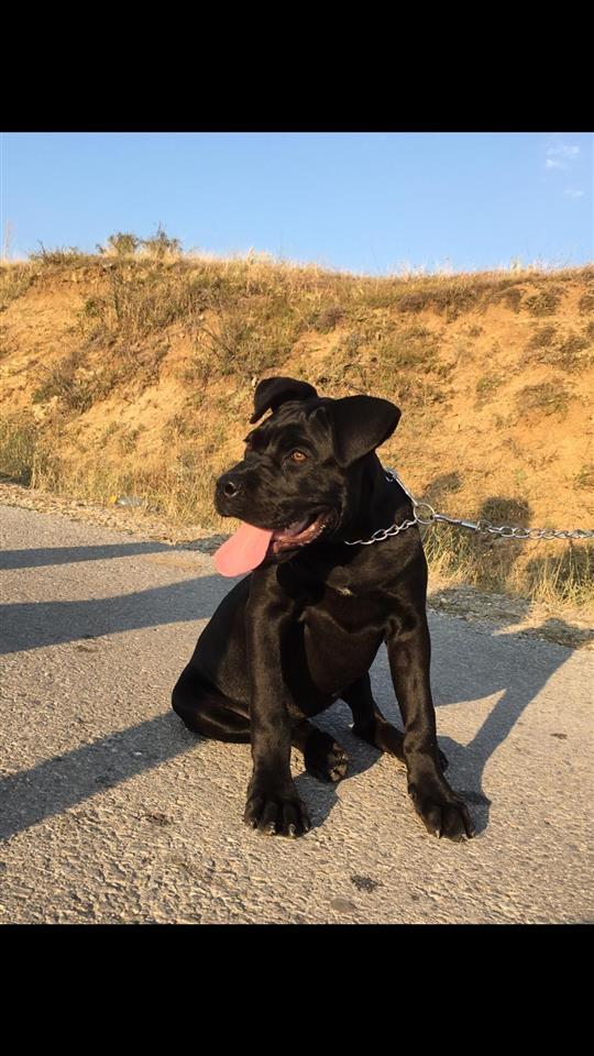 Cane-Corso-