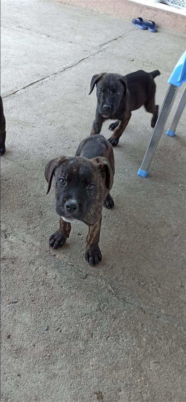 Cane-corso