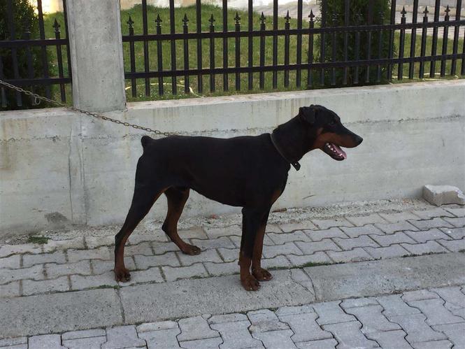 Doberman mashkull