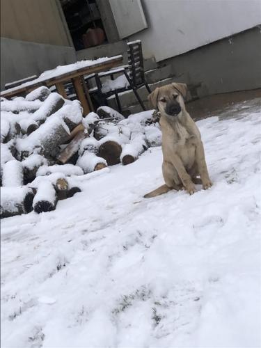 Malinois 
