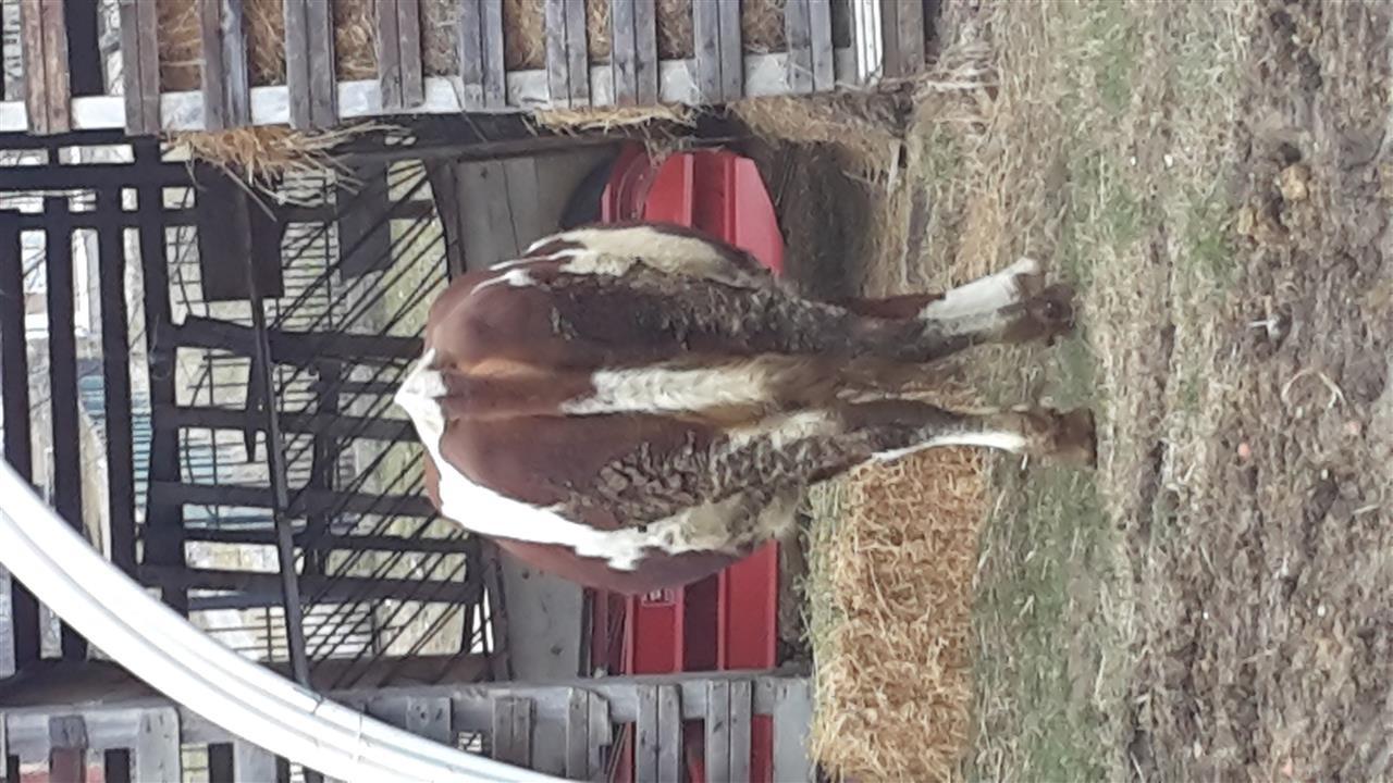 Shes-Lopen