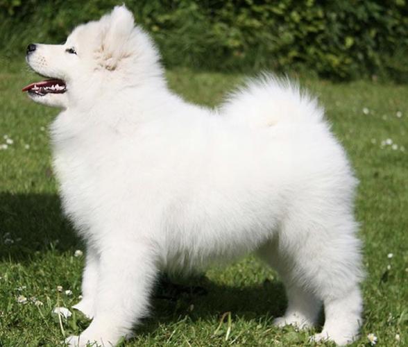 Mini spitz