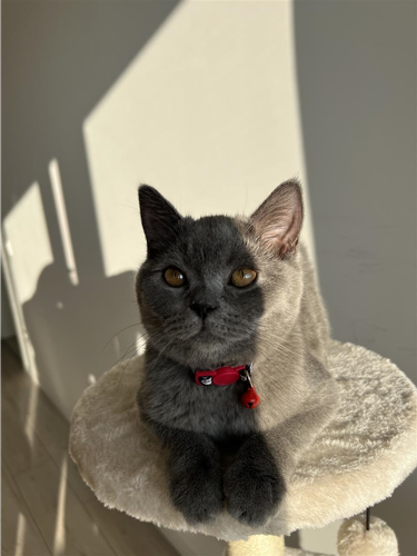 Blu