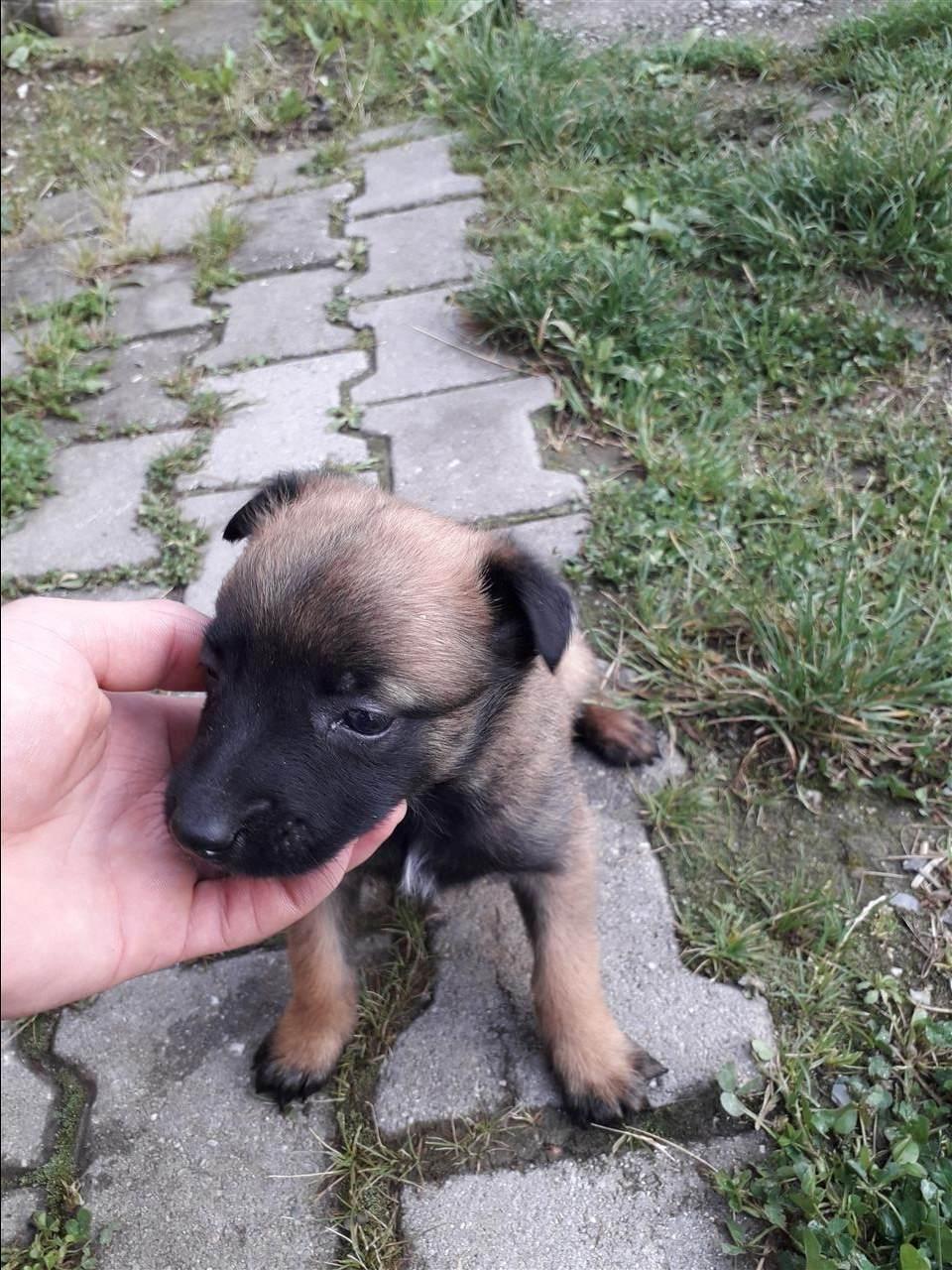 Belg-malinois