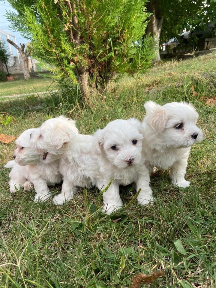 Maltezer