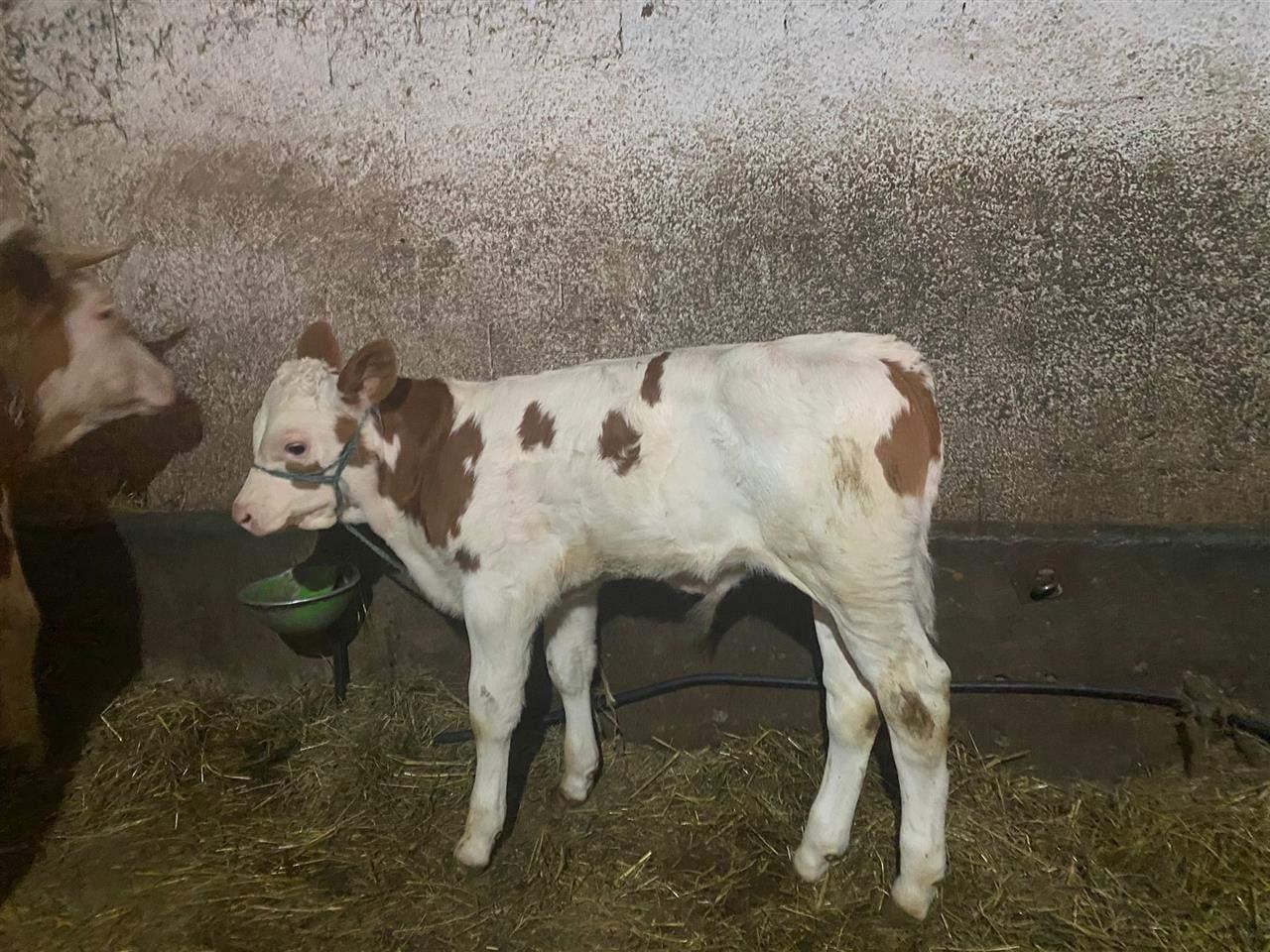 Mshtjerr-spari