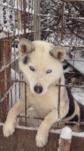 Husky