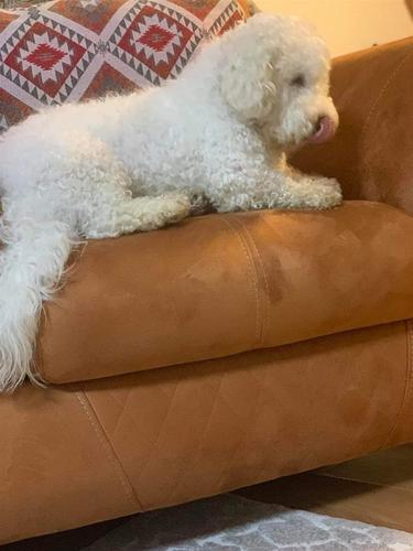 Bichon mashkell