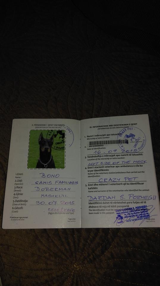 Shes-dobermanin