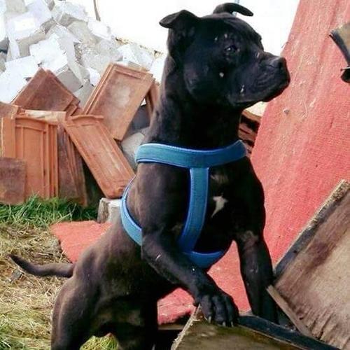 Pitbull 