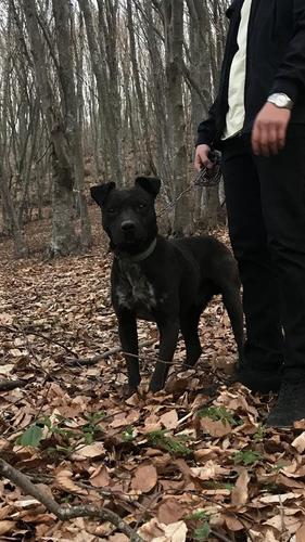 Pit bull 