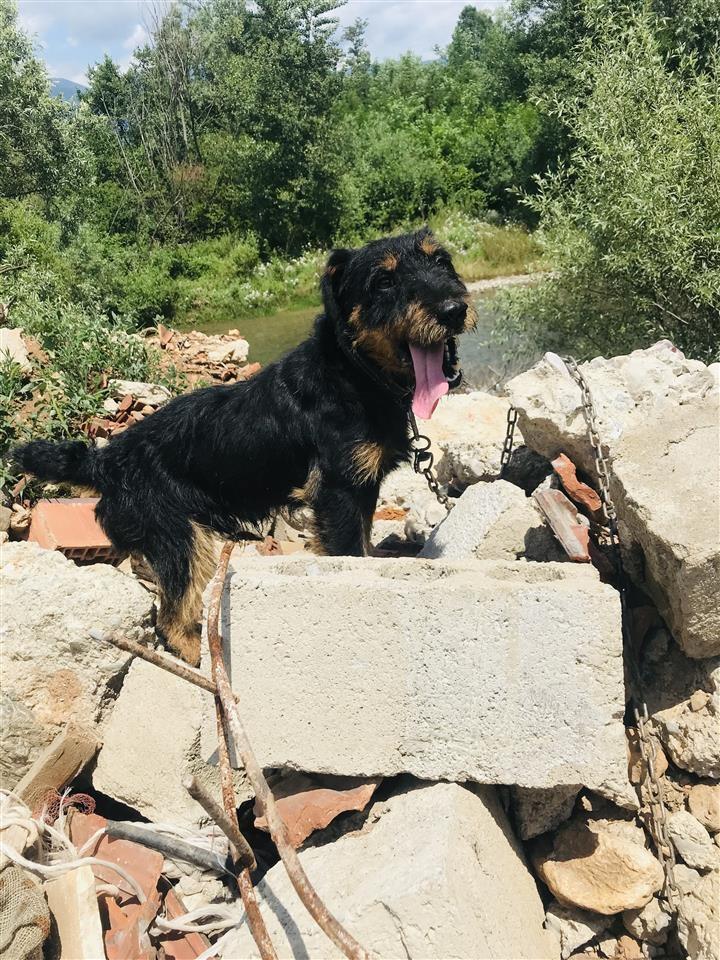 Terrier