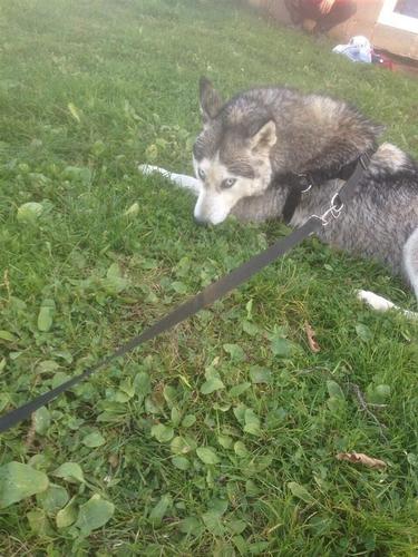 Hasky