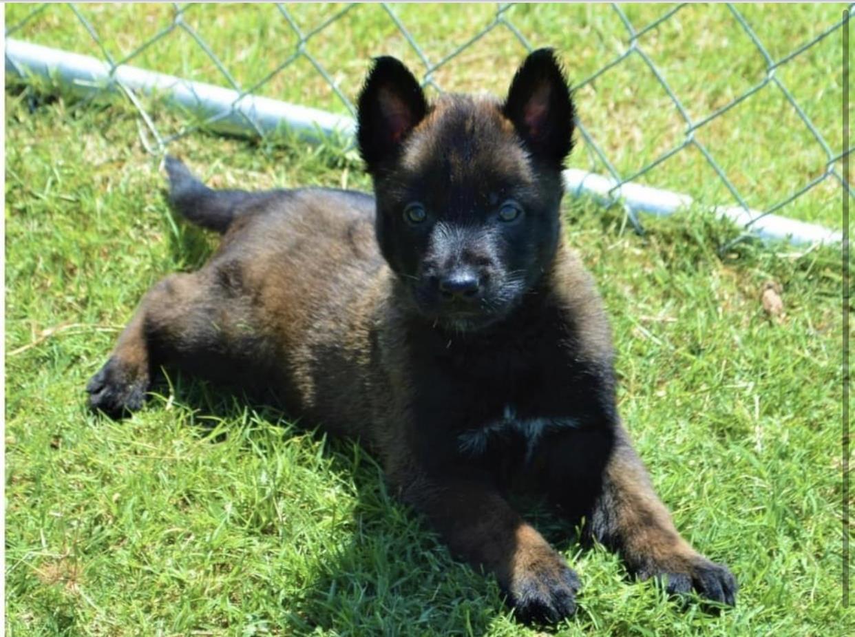 Belg-Malinois