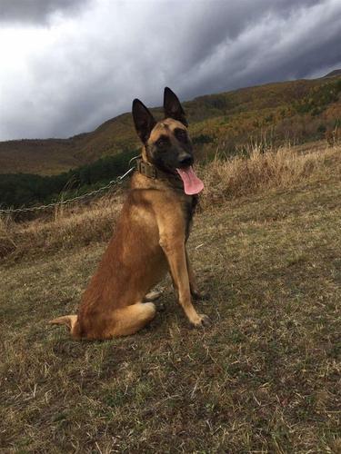 Belgian Malinois