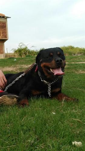 Rottweiler 