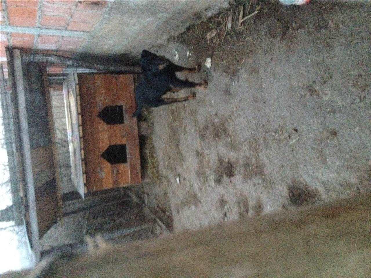 terrier