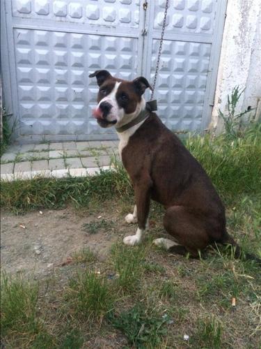 pitbull