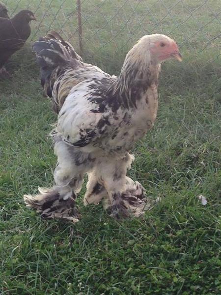 Brahma-