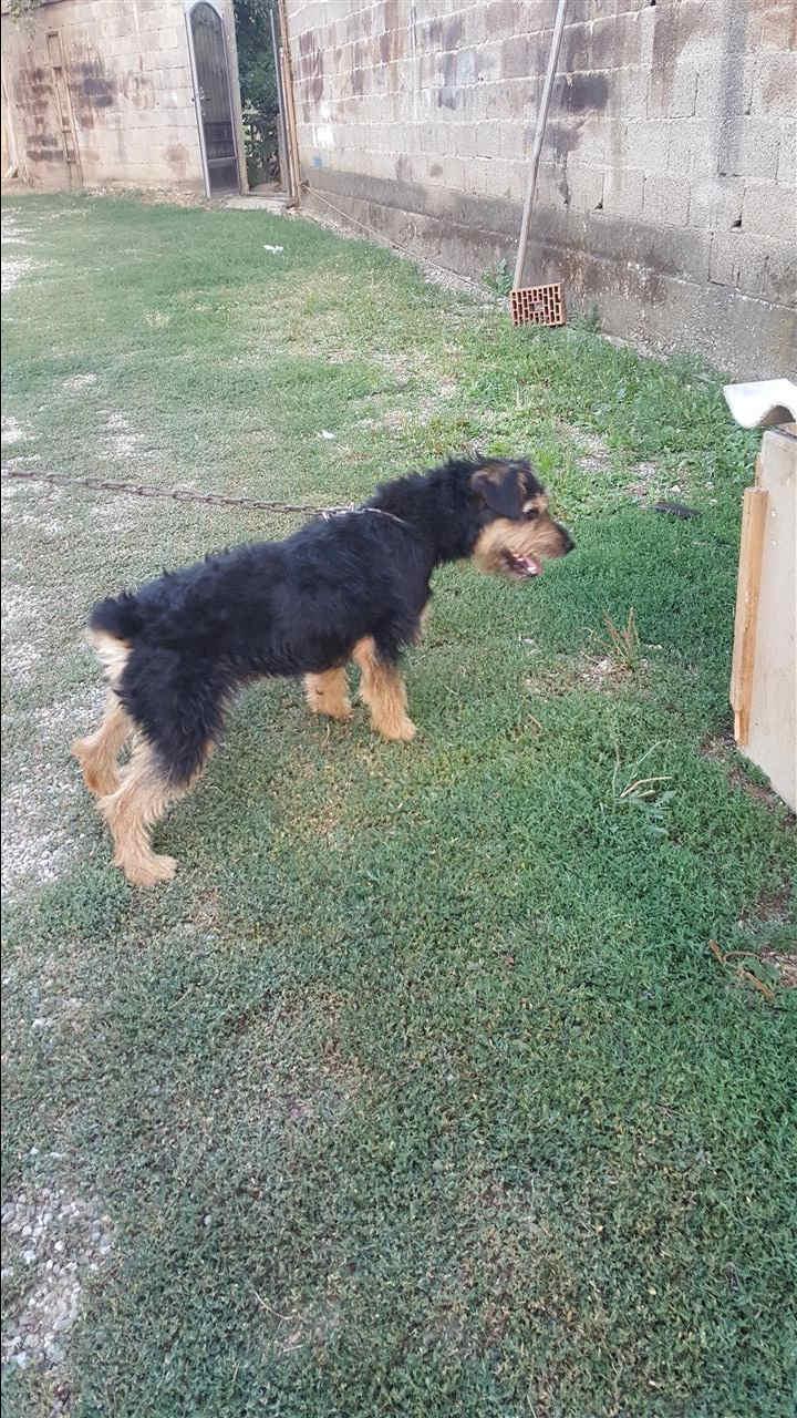 Shitet-klysh-terrier-