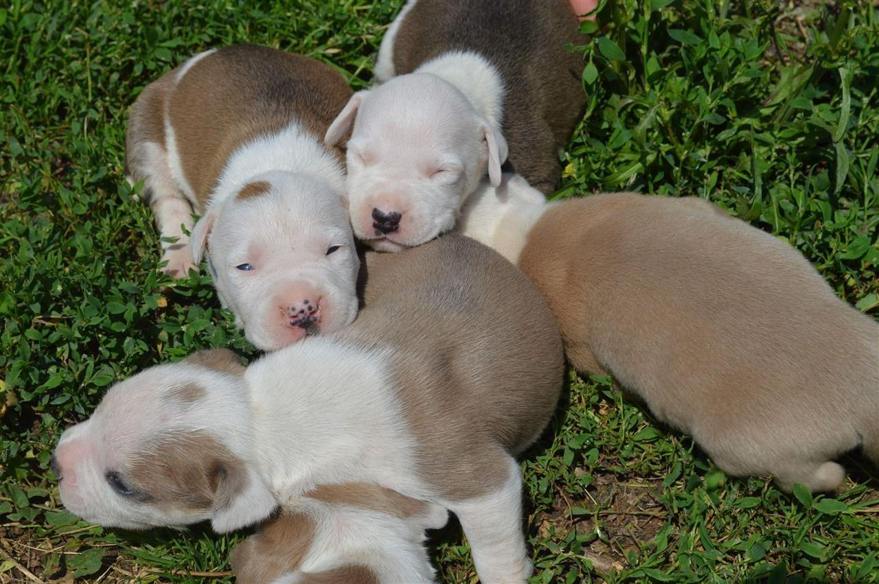 Pitbulla-