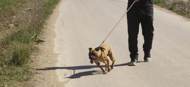 Pitbull 